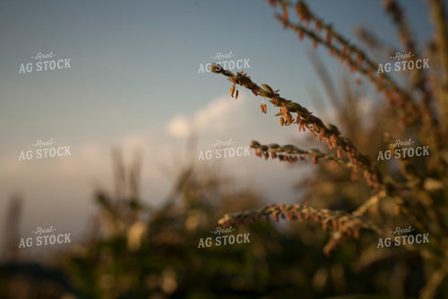 Corn - Mid-Season 1286
