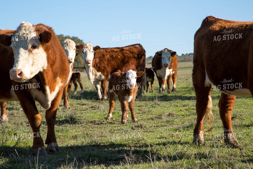 Hereford Cows and Calves 161019