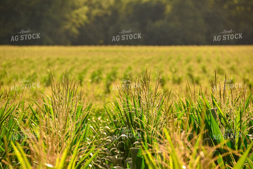 Corn Field 84178