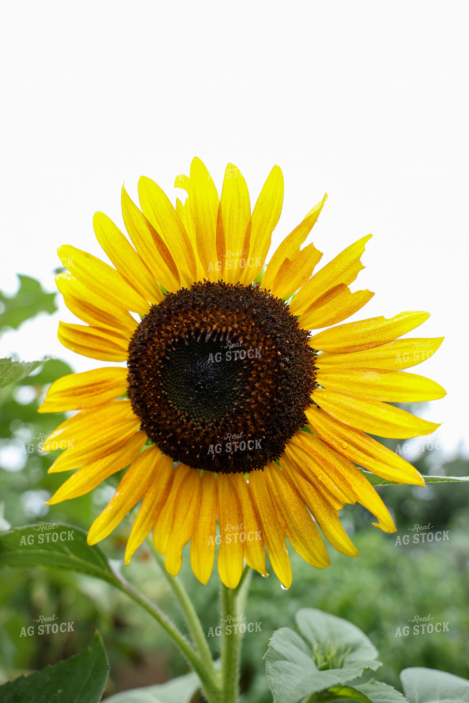 Sunflower 178137