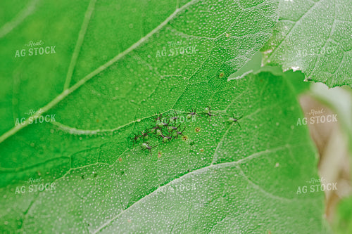 Pests on Leaf 125064