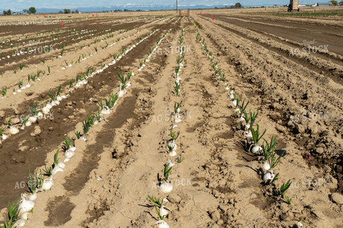 Onion Field 65667