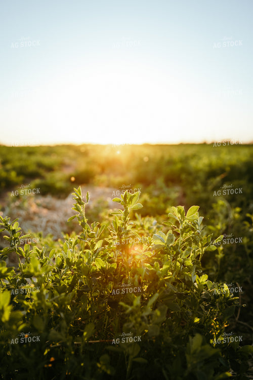 Alfalfa Field at Sunset 83064