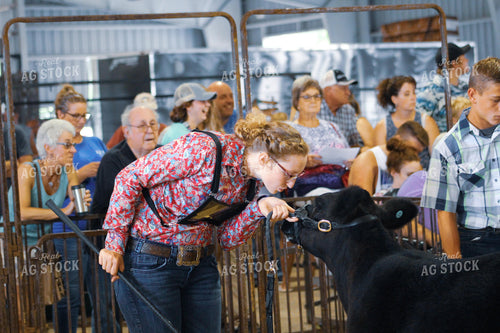 4H Show Cattle 52001