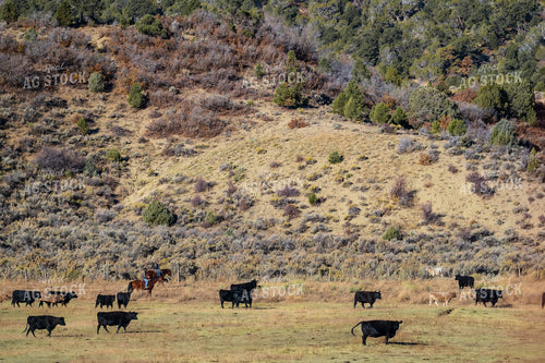 Ranchers Herding Cattle on Horseback 163014
