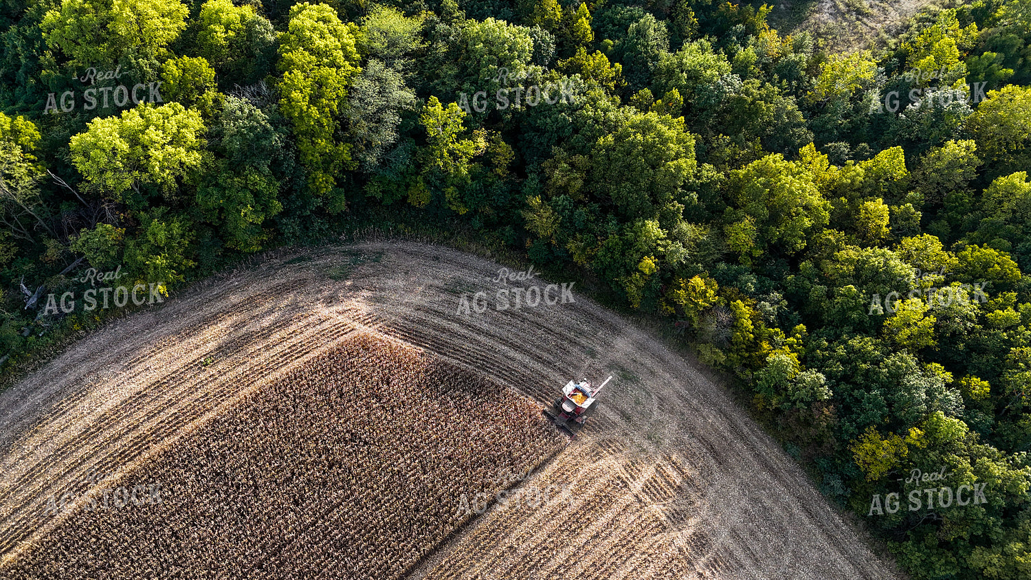Corn Harvest 191276
