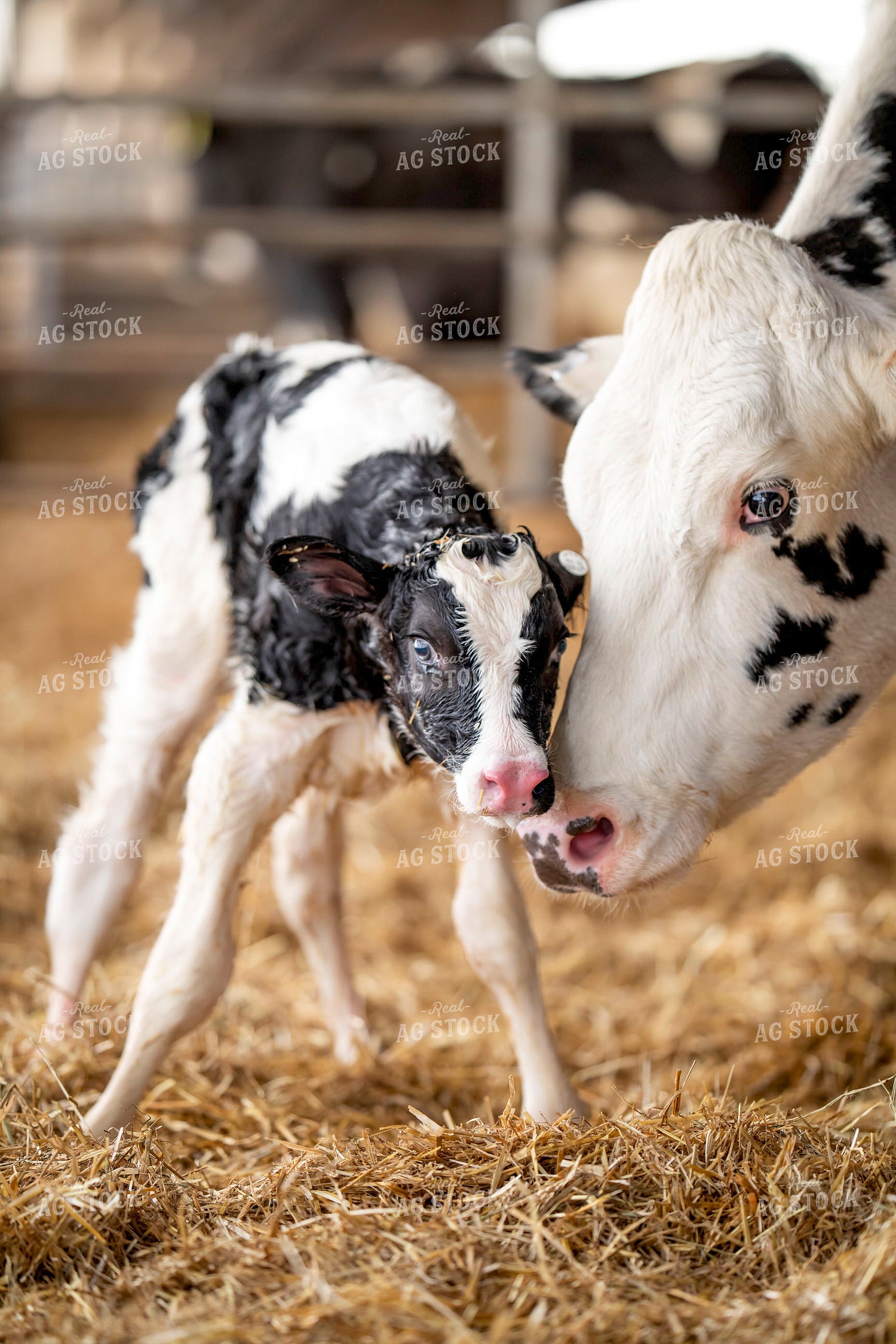 Holstein Cow and New Calf 55393