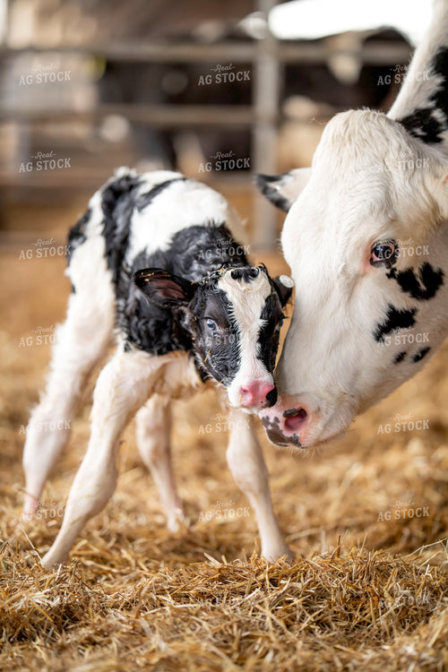 Holstein Cow and New Calf 55393