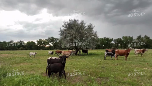 Longhorns in Pasture Drone 56526