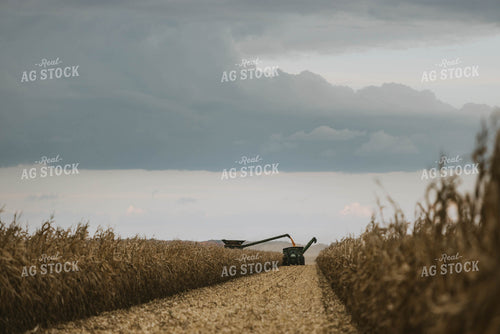Corn Harvest 8578