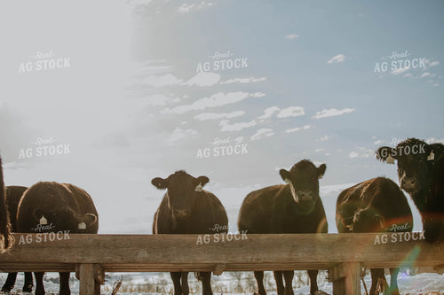 Angus Cows in Front of Trough 77037