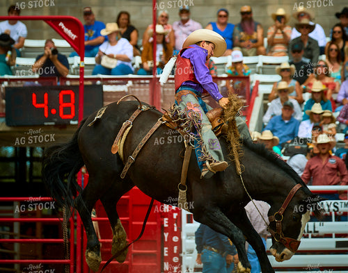 Saddle Bronc Riding 177016