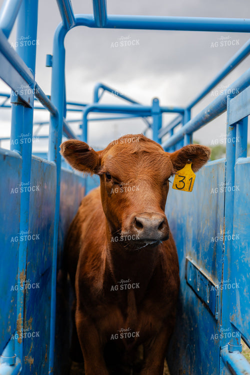 Cattle in Chute 97211