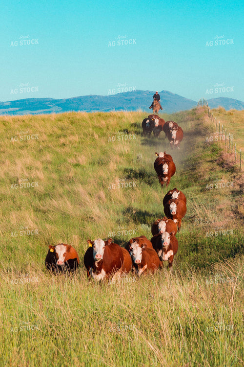 Cattlemen Following Hereford Cattle 81033