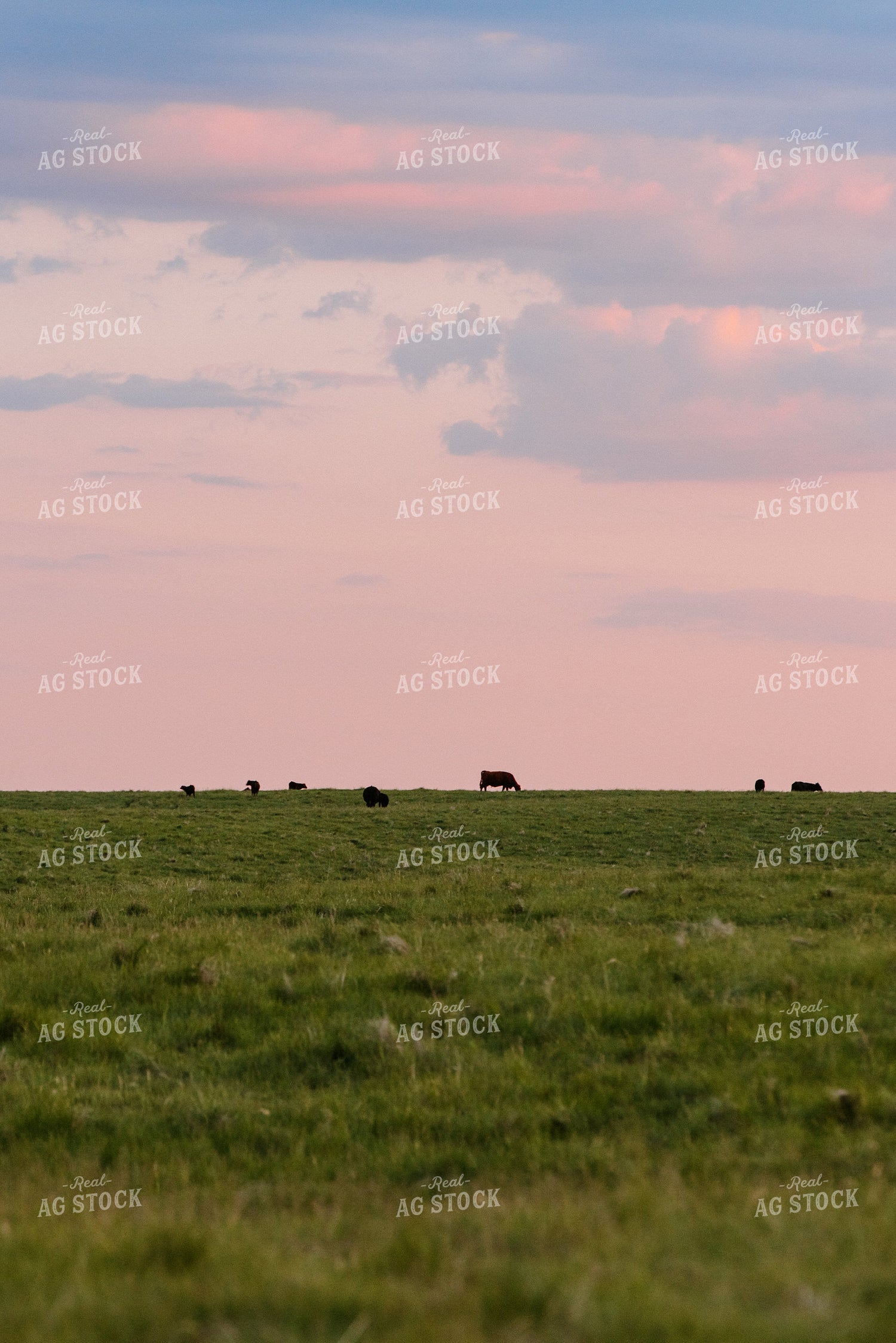 Angus Cattle Grazing in Pasture 68080