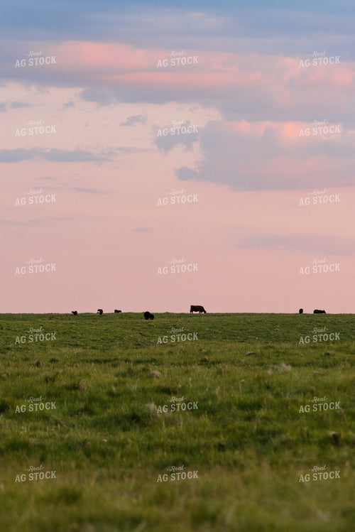 Angus Cattle Grazing in Pasture 68080
