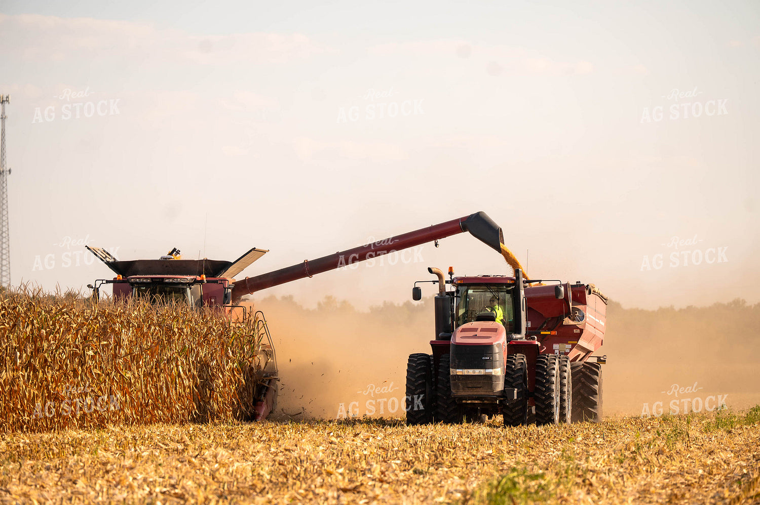 Corn Harvest 115888