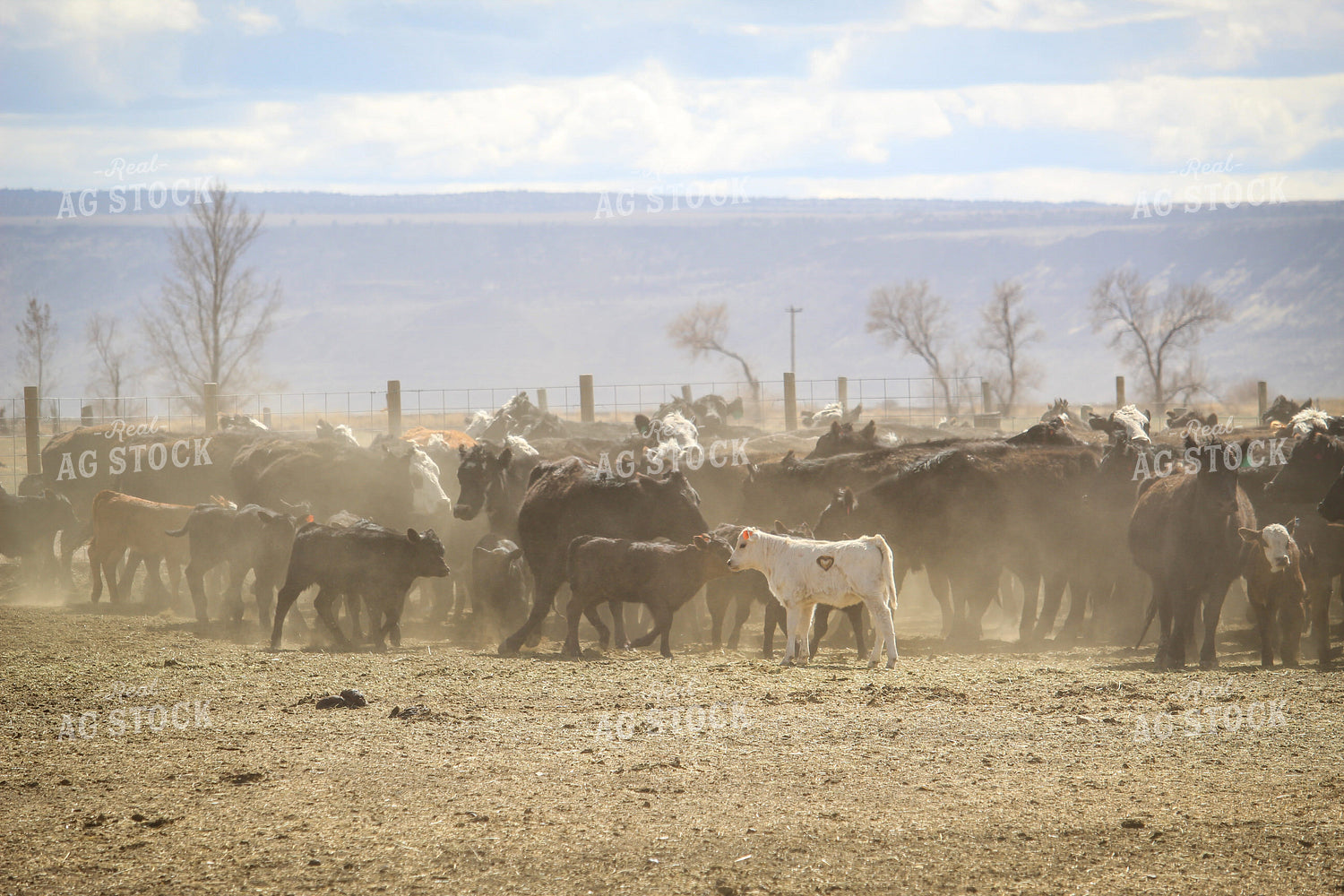 Cattle in Pasture 78065