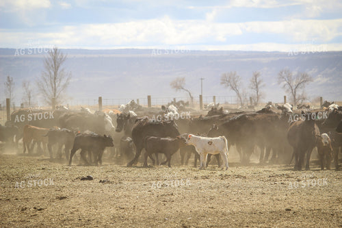 Cattle in Pasture 78065