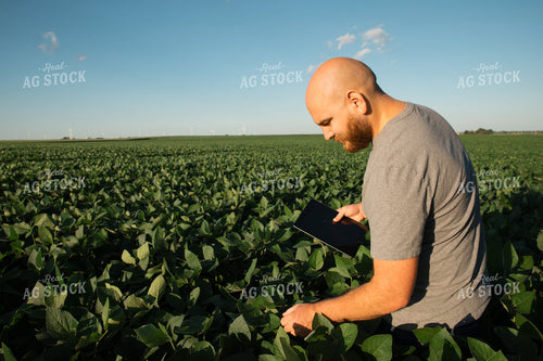 Farmer on iPad in Soybean Field 25969