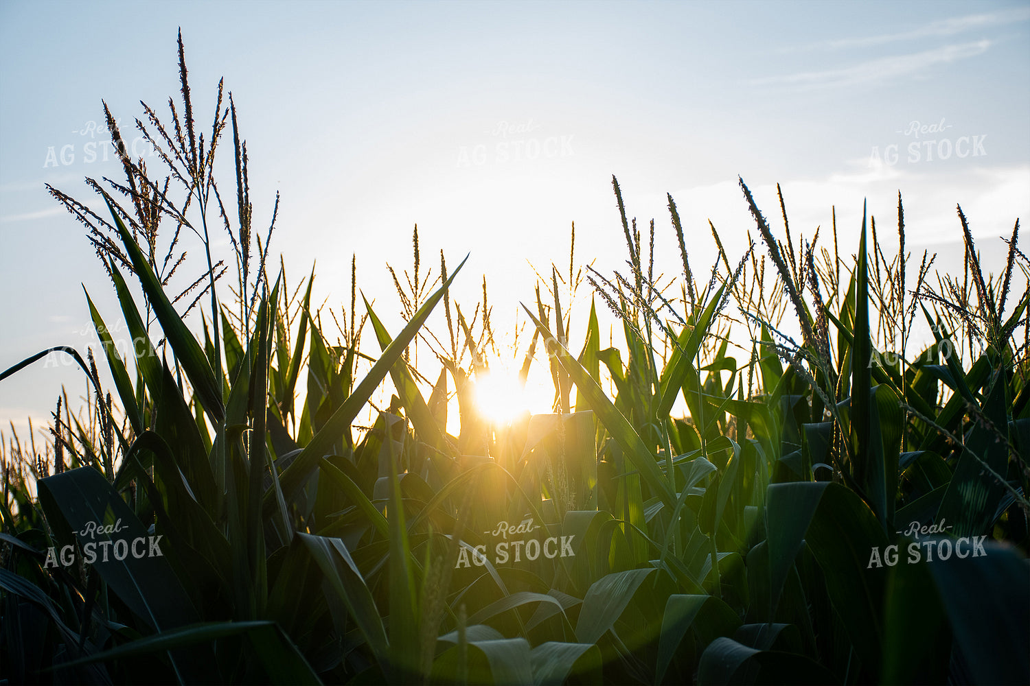 Sun Rays Through Corn 50143