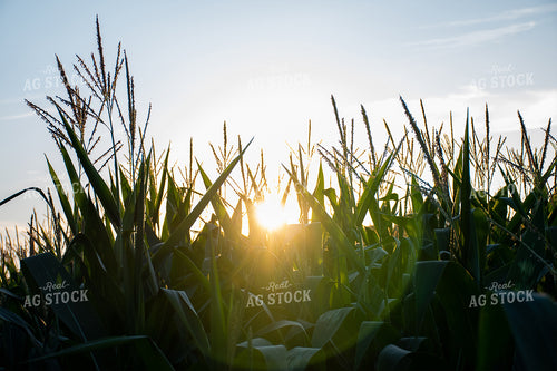Sun Rays Through Corn 50143
