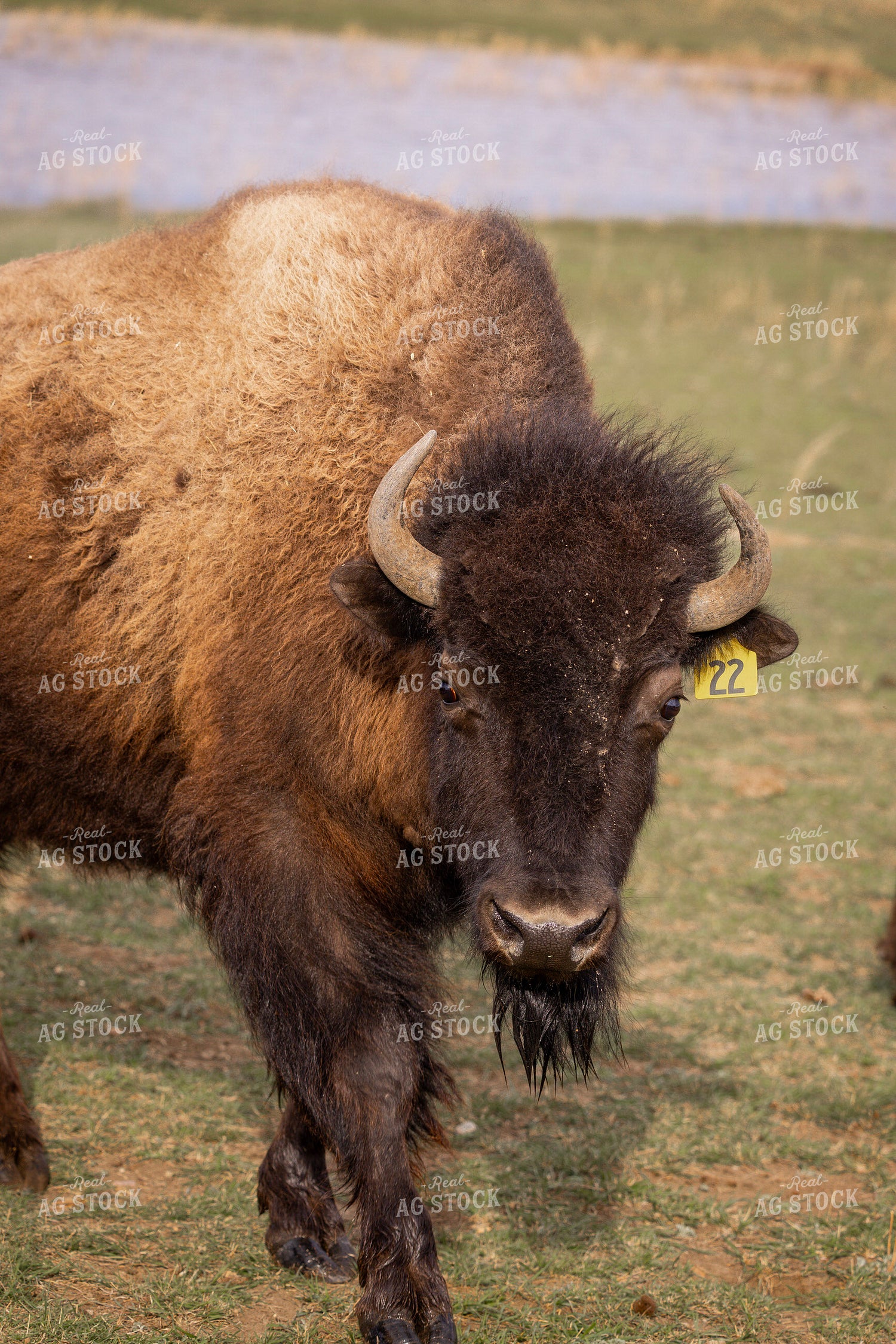 Bison – Real Ag Stock