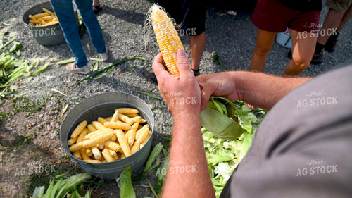 Family Shucking Sweet Corn 25269