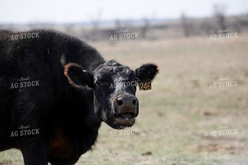 Angus Cow 117176
