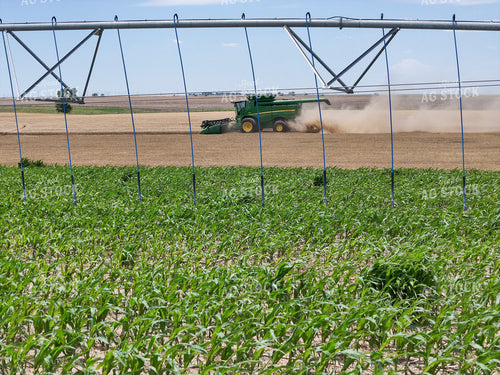 Harvesting Wheat By Irrigated Corn Field 239609