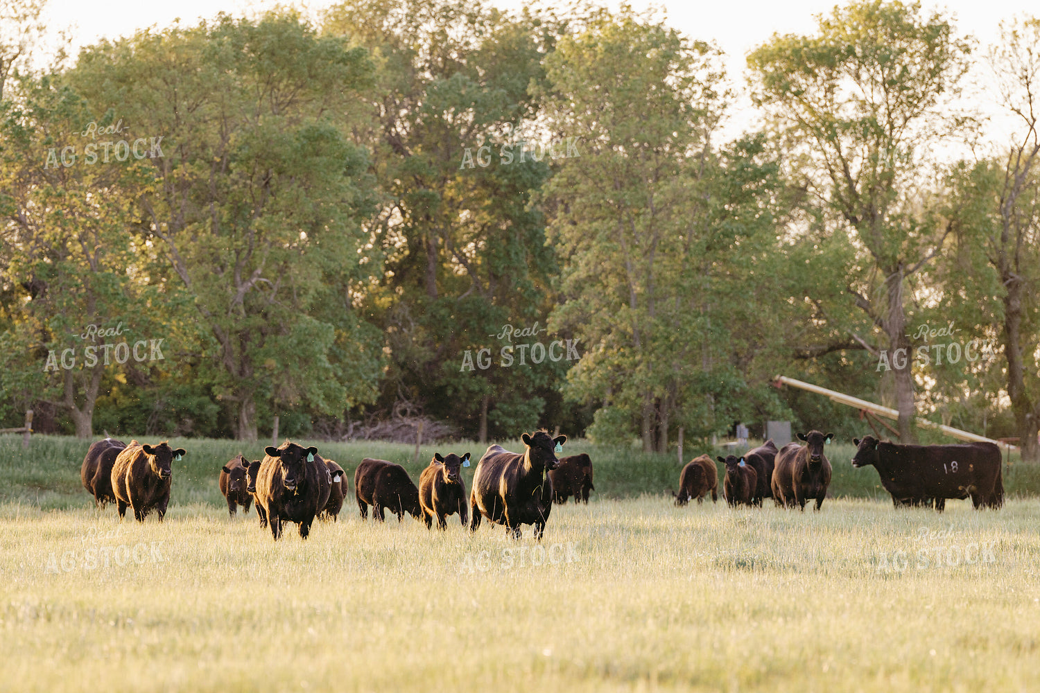 Black Angus Cattle on Pasture 68194