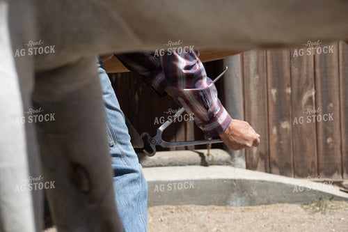 Farrier Trimming Hooves 117448