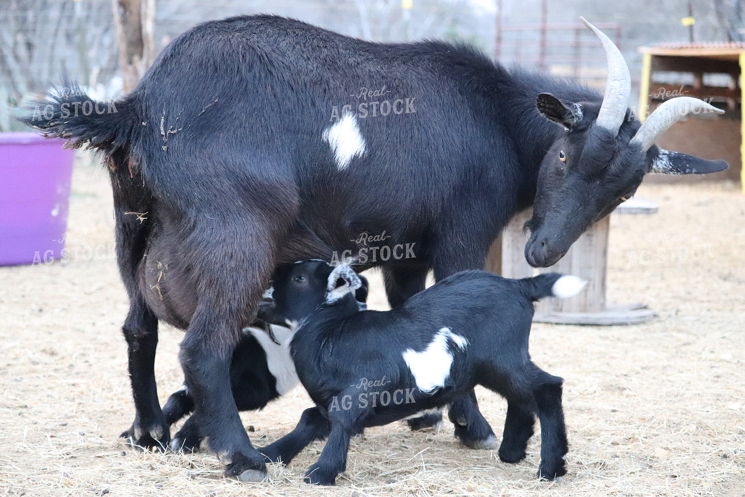 Goat Nursing Kids 102021