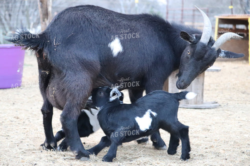 Goat Nursing Kids 102021