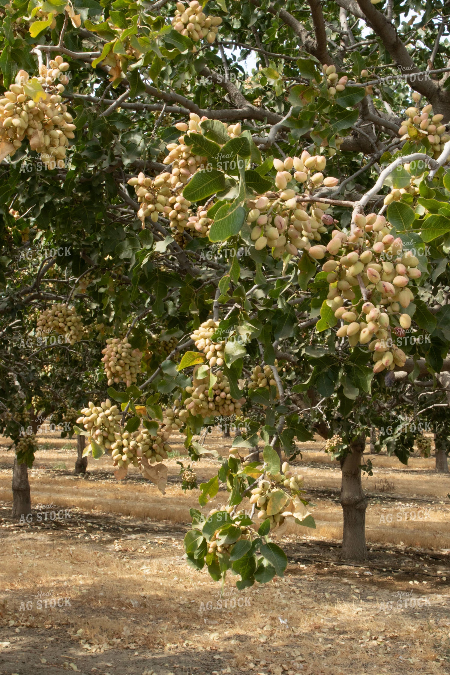 Pistachio Tree 105073