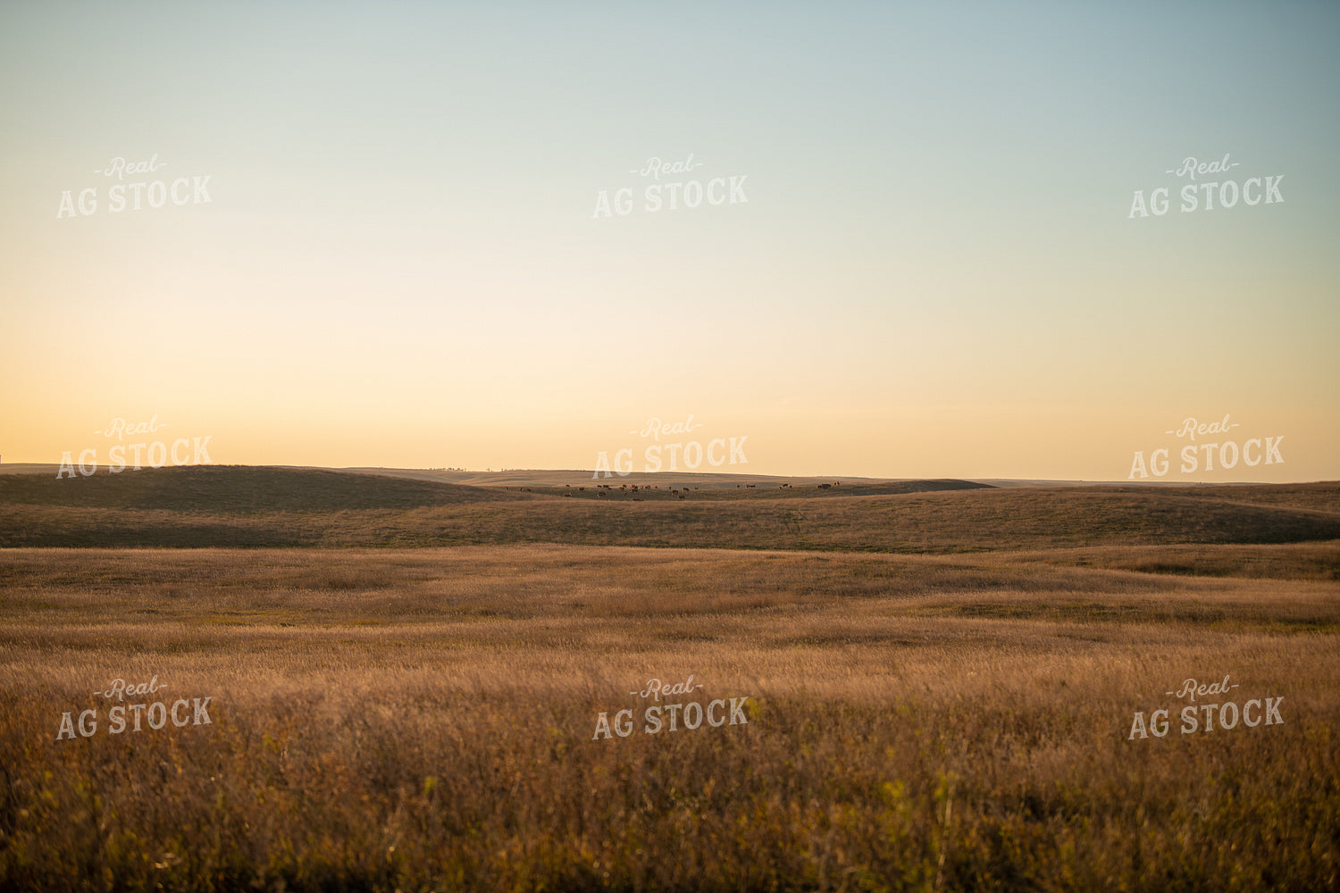 Scenic Pasture 212132