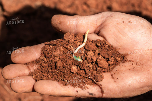 Scouting Emergence 128097