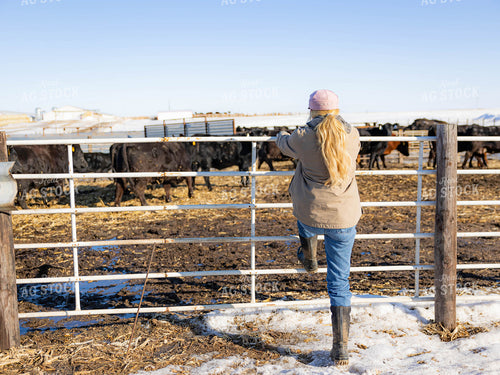 Rancher Looking at Cattle 70221