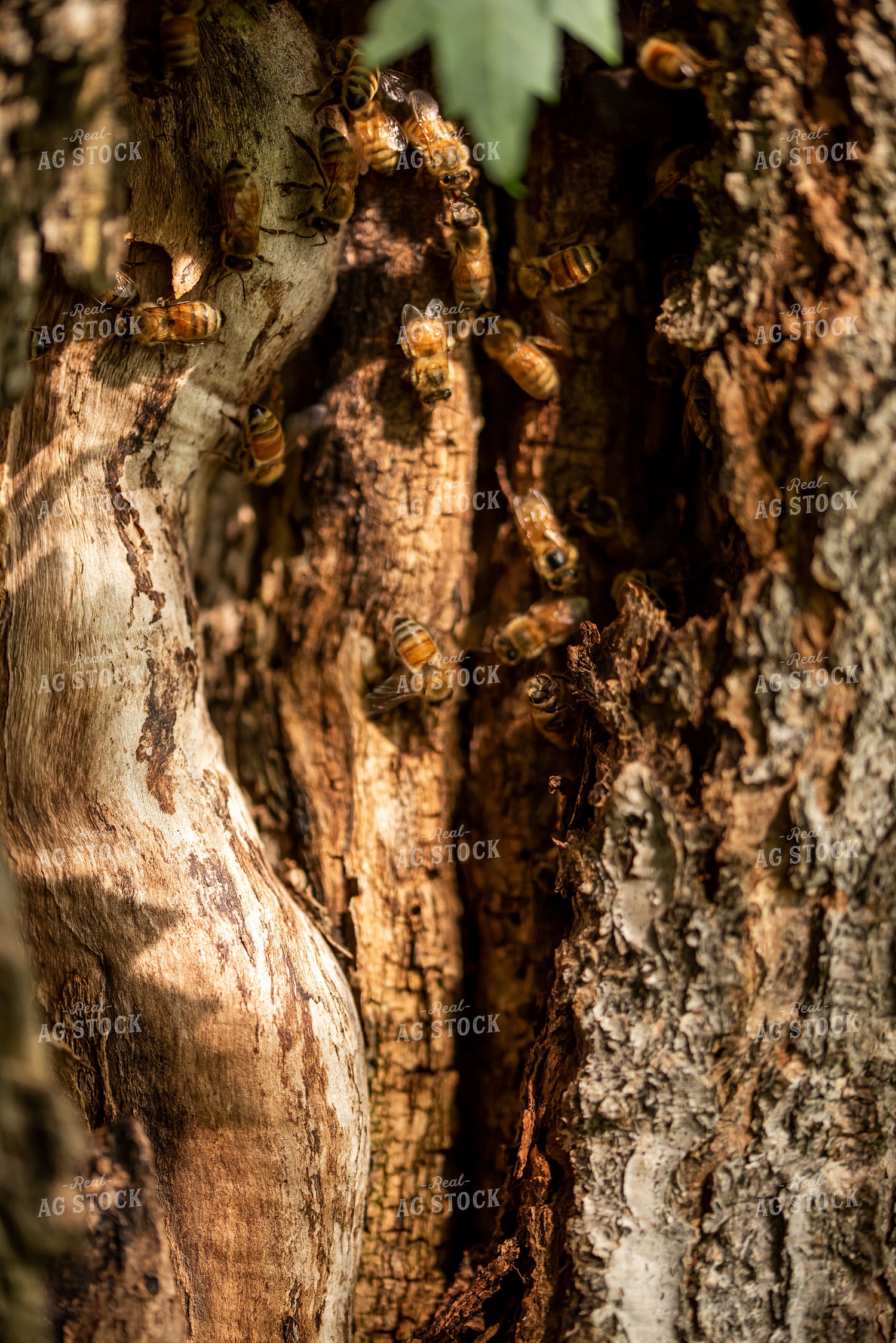 Bees 76405