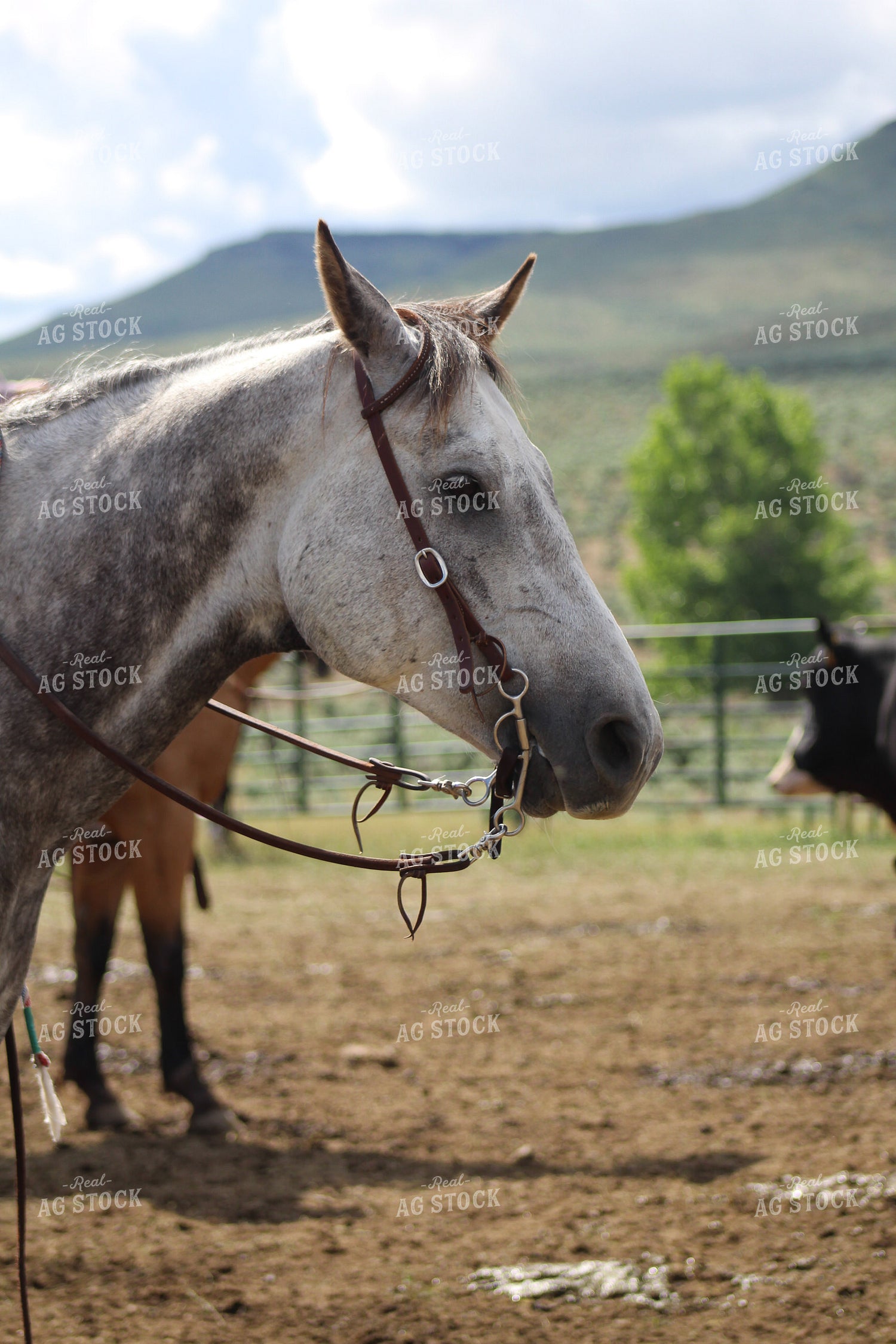 Horse 263017