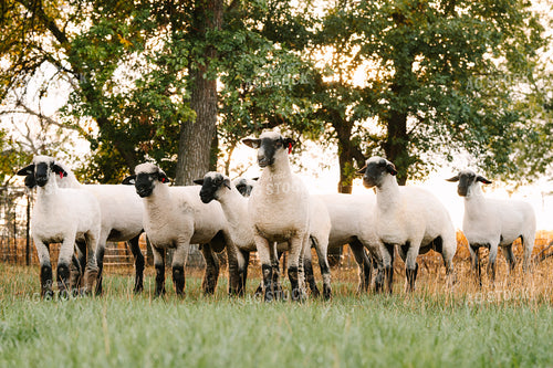 Sheep 68304