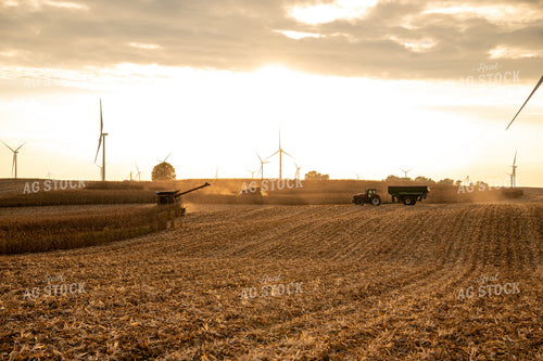 Corn Harvest 26033