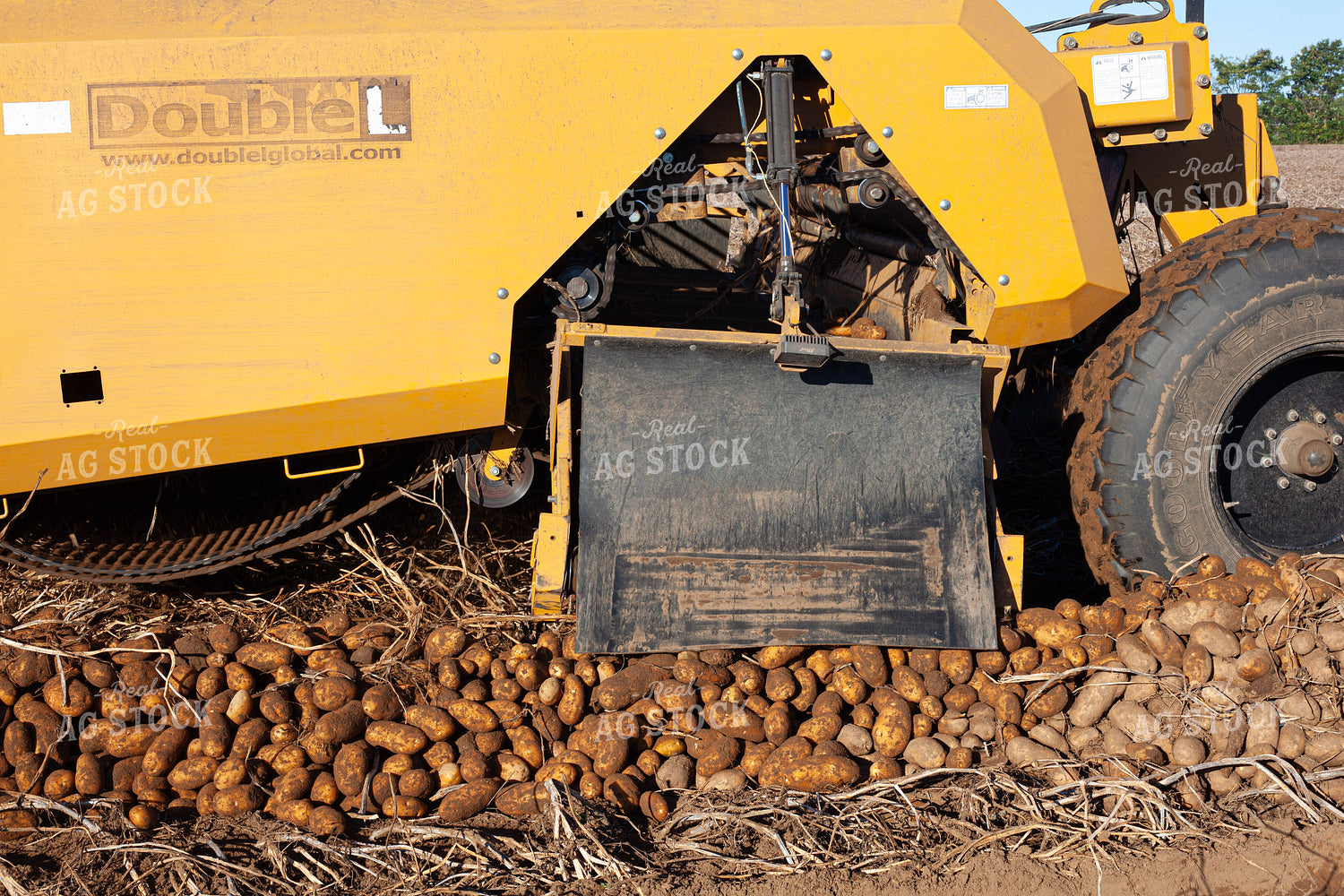 Potato Harvest 132196