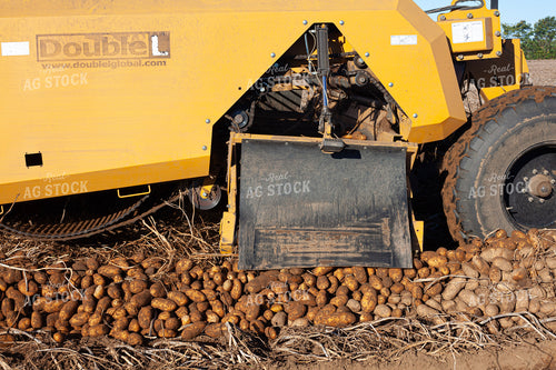 Potato Harvest 132196