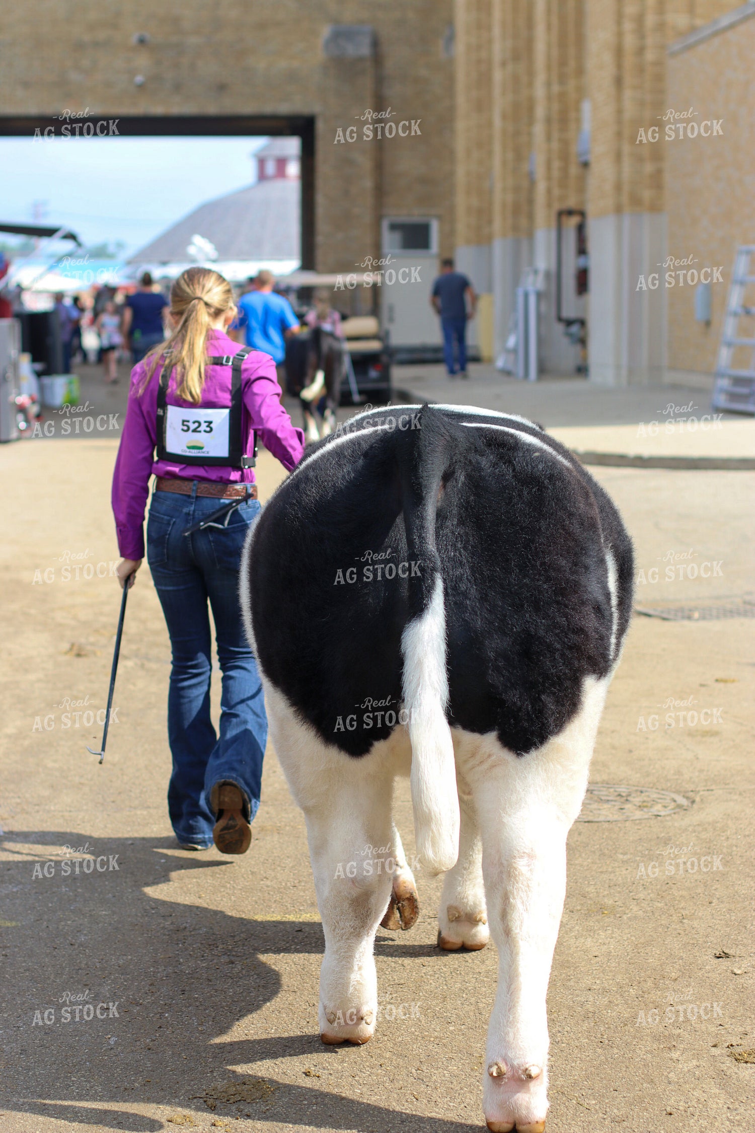 Farm Kid Showing Cow 109055