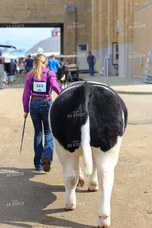 Farm Kid Showing Cow 109055