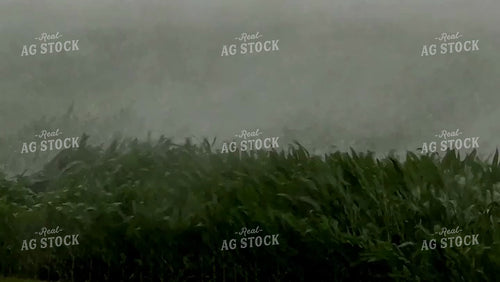 Corn in Summer Storm 154065