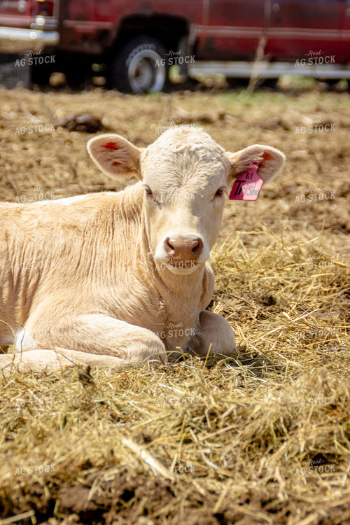 Longhorn Calf 155170
