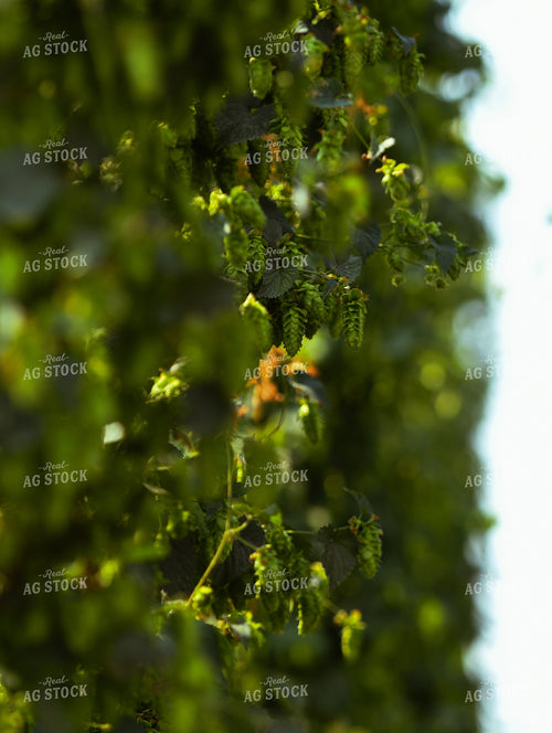 Hops 129024