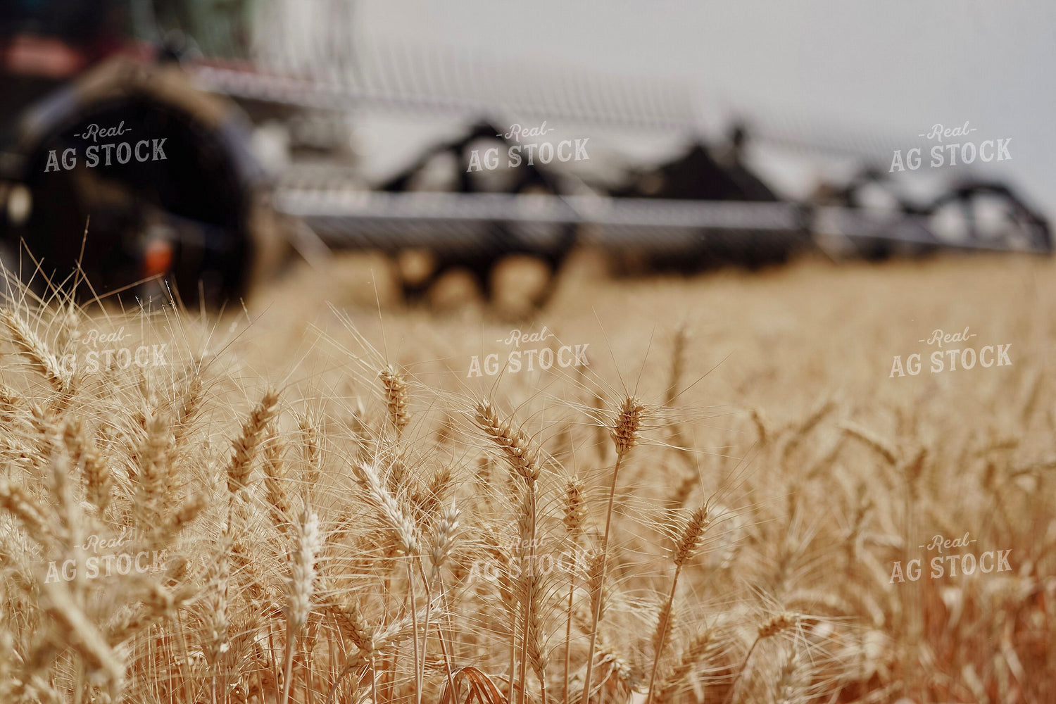 Wheat Harvest 293004